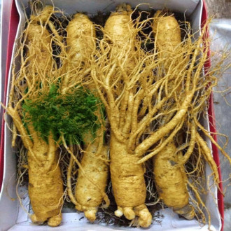 Củ Sâm Tươi Hàn Quốc 8 Củ 1ky