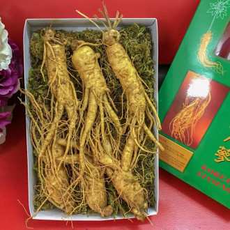 Sâm Tươi Hàn Quốc 6 Củ 1Kg 