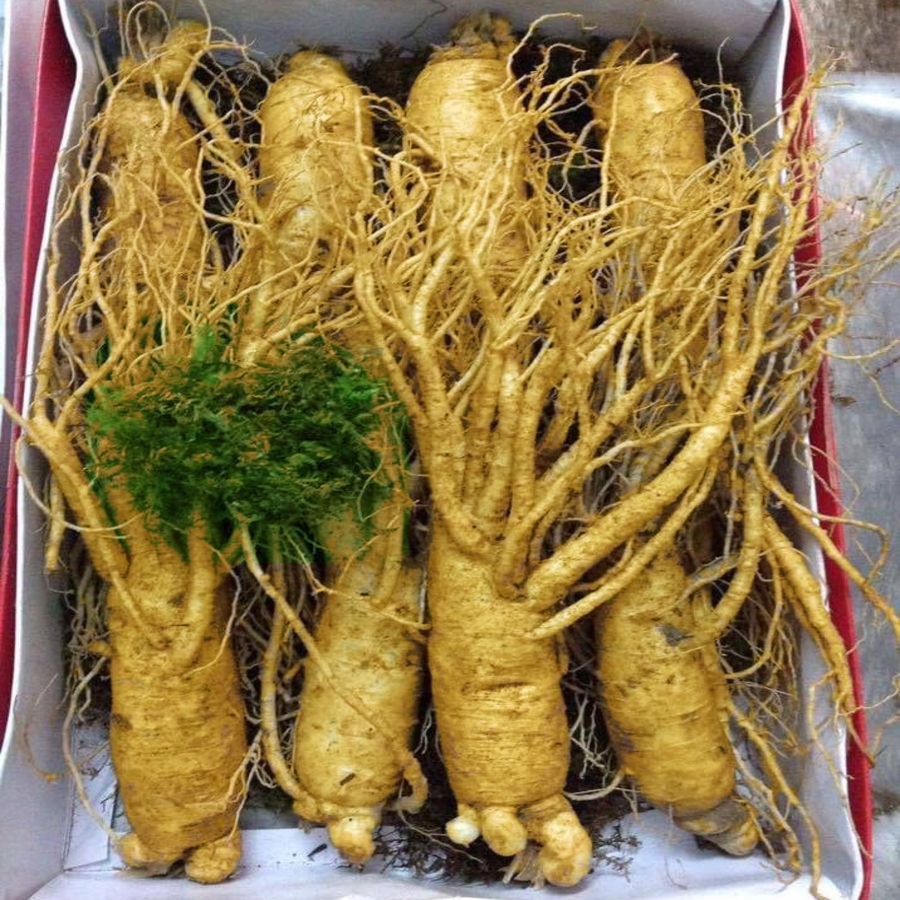 Củ Sâm Tươi Hàn Quốc 8 Củ 1ky
