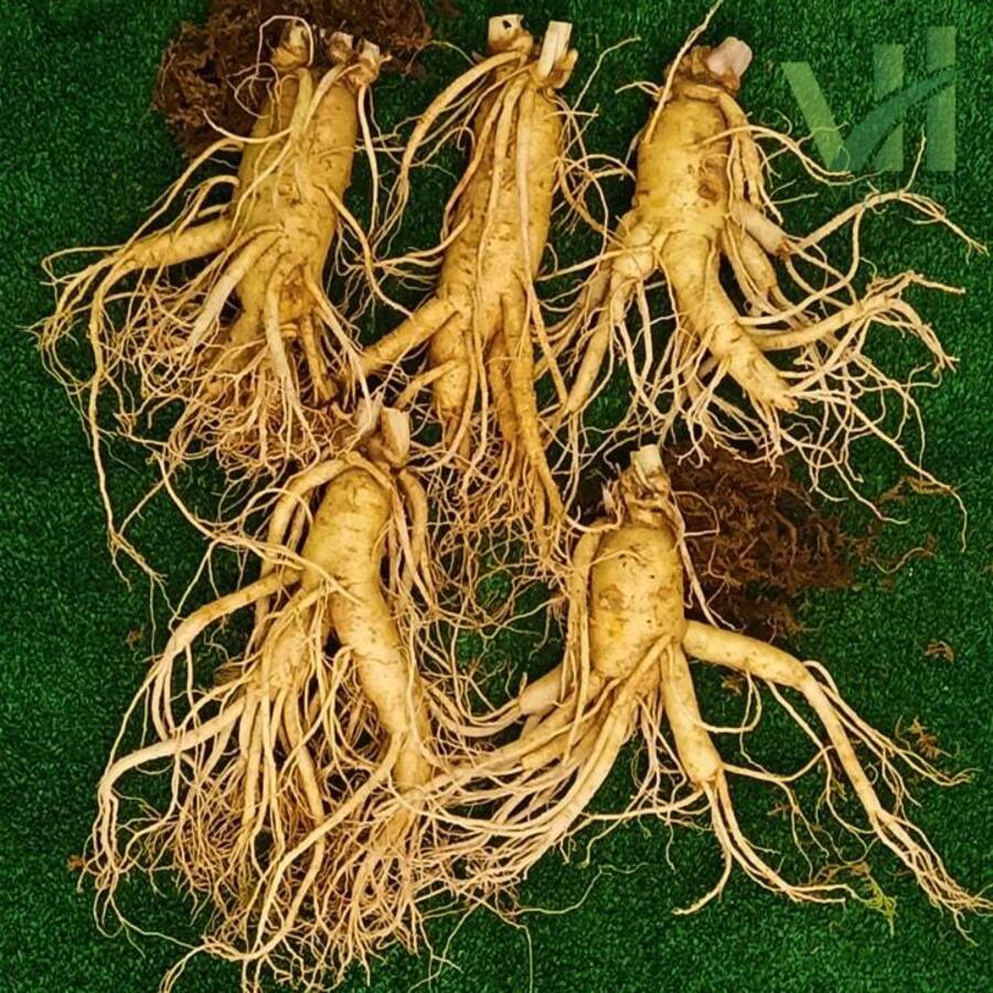 Sâm Củ Tươi Hàn Quốc 5 Củ 1 Ký